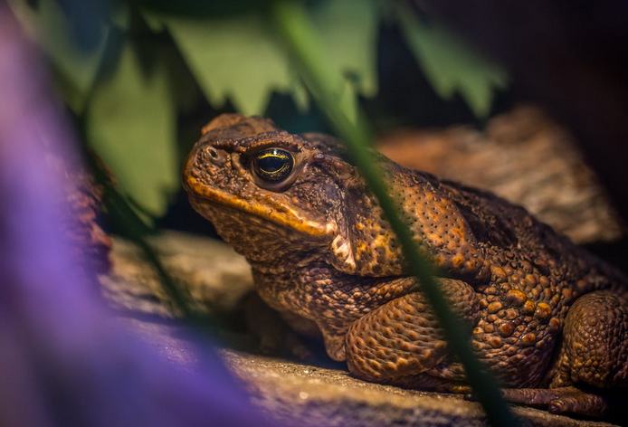 big frog
