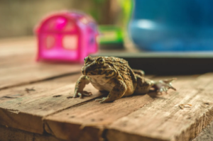 frog